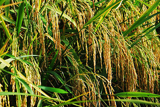 优质稻水稻有机稻
