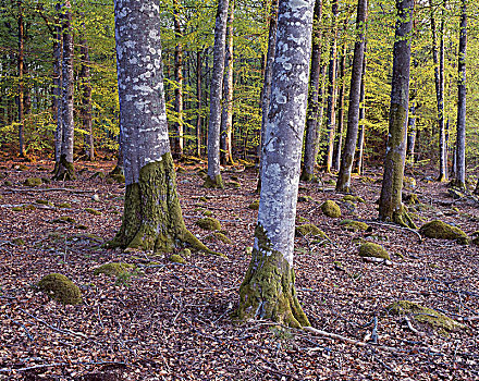 瑞典,史马兰,树林,土地,山毛榉,木头,树,季节,春天,树干,叶子,地面