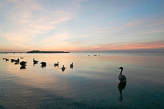 鹅,海滩,日落,瑞典
