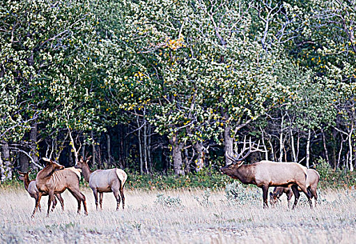 麋鹿,鹿属,鹿,雄性,眷群,瓦特顿湖国家公园,西南方,艾伯塔省,加拿大