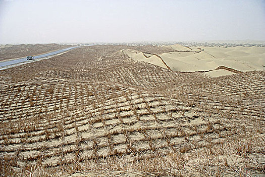 固沙植物,新疆维吾尔自治区