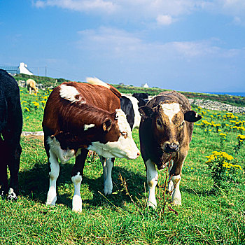 菜牛,放牧,丁格尔半岛,凯瑞郡,爱尔兰