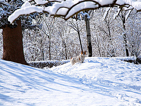 厚厚的白雪覆盖在小山坡有一条小狗