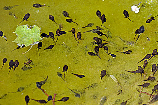 蝌蚪,水池,青蛙,藻类,水塘