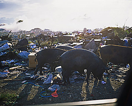 野猪,垃圾场,瓜德罗普,法国,西印度群岛