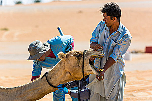 单峰骆驼,医疗,检查,阿联酋,亚洲