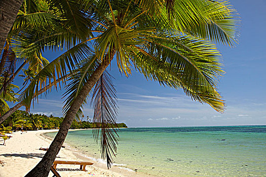 海滩,棕榈树,种植园,岛屿,玛玛努卡群岛,斐济,南太平洋