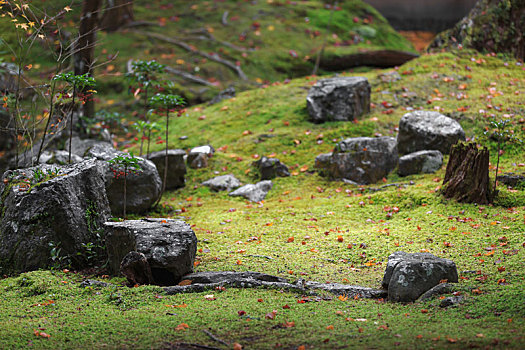 日本,京都,花园,园林景观