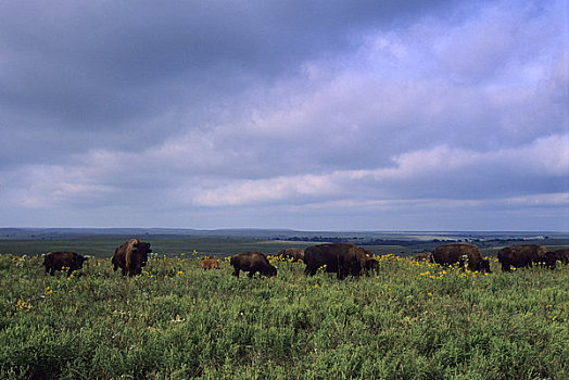 俄克拉荷马,靠近,野牛,放牧