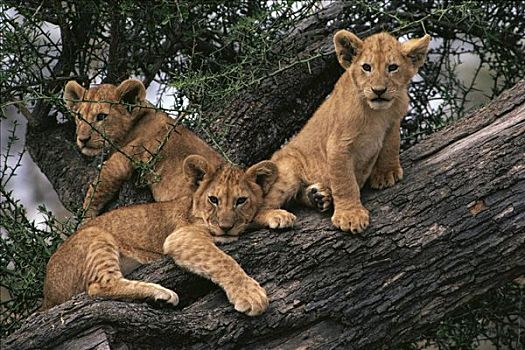 非洲狮,狮子,幼兽,恶徒,树,塞伦盖蒂国家公园,坦桑尼亚
