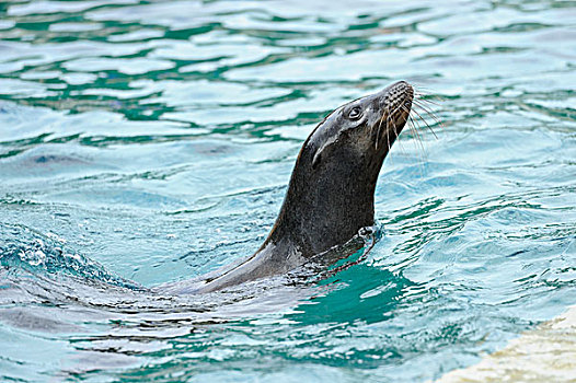 加州海狮,游泳,水中