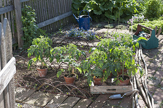 植物,西红柿,万寿菊,有机,园圃