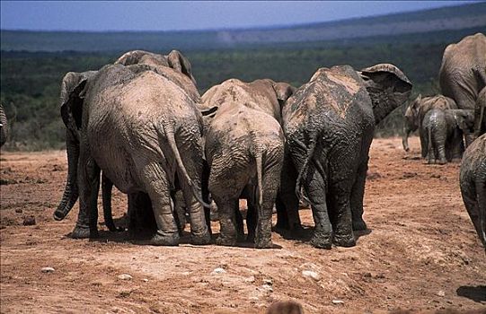 大象,非洲象,哺乳动物,东开普省,公园,南非,动物