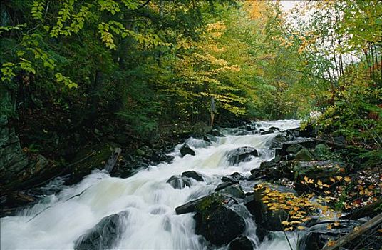 急流,野外,河流,阿尔冈金省立公园,安大略省,加拿大