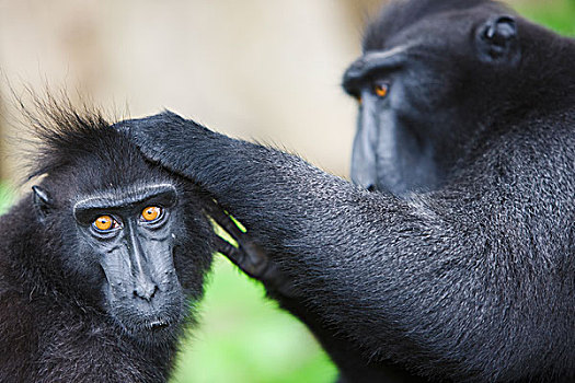 黑色,短尾猿,弥猴属,一对,苏拉威西岛,印度尼西亚
