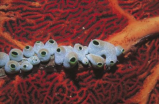 柳珊瑚虫,腔肠动物,海洋生物,水下,所罗门群岛,澳大利亚,动物