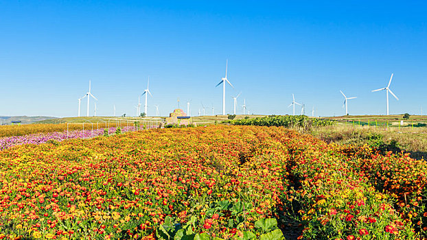 河北省张北县草原天路上的花田风电风光