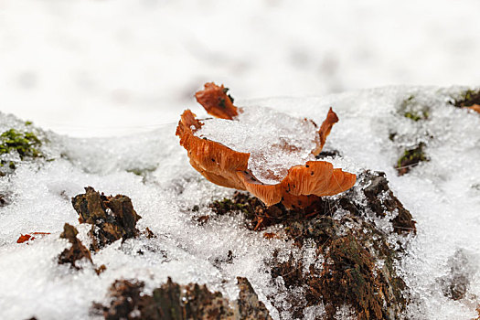 积雪,蚝蘑,平菇