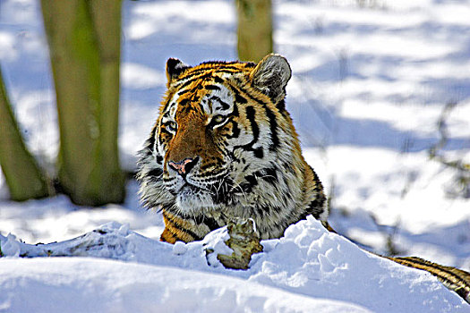西伯利亚虎,东北虎,站立,雪