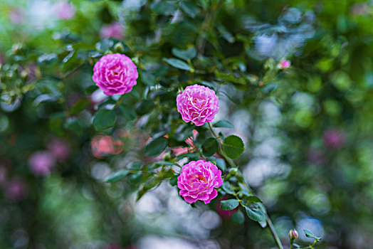 济南街头的蔷薇花