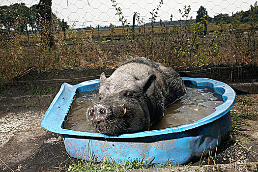 猪,沐浴
