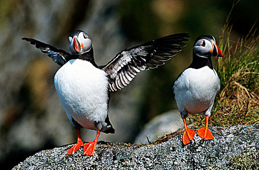 角嘴海雀,北极,一对,婚羽,坐,石头,一只,鸟,振翅,翼,挪威,欧洲