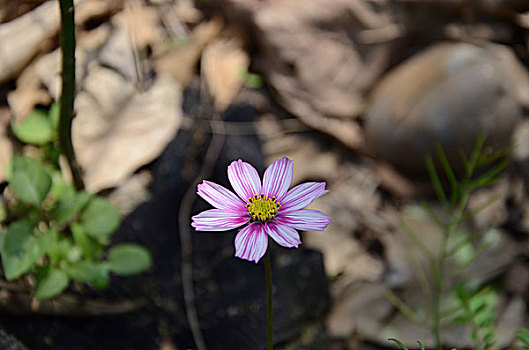 头状花序