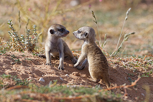 猫鼬,细尾獴属,两个,幼兽,雄性,对视,面对面,卡拉哈迪大羚羊国家公园,北开普,南非,非洲