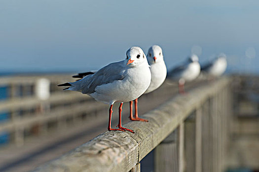 红嘴鸥,海鸥,栖息,栏杆,码头,梅克伦堡前波莫瑞州,德国,欧洲