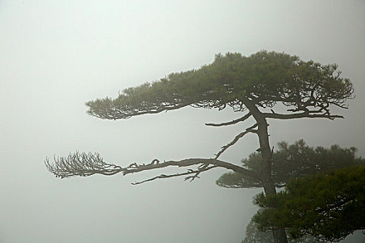 松树照片 山水风景图片