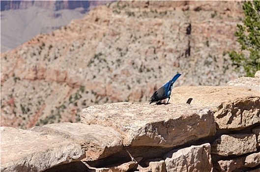 蓝色,啄木鸟,大峡谷