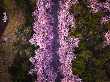 樱花大道