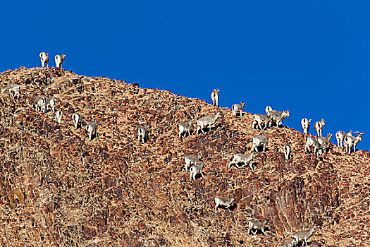 青海阿尔金山盘羊,岩羊