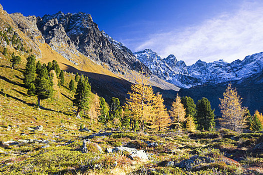 落叶松,山谷,提洛尔,奥地利