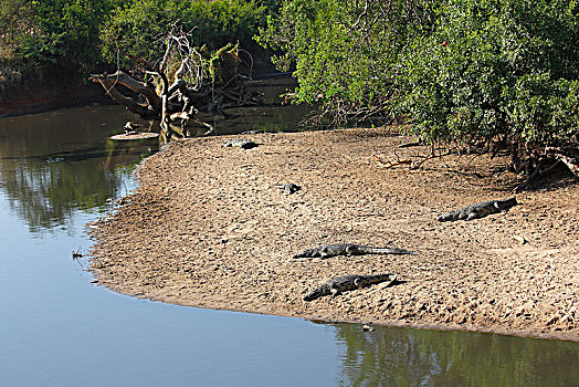 尼罗鳄,河,沙洲,塞伦盖蒂国家公园,坦桑尼亚,非洲