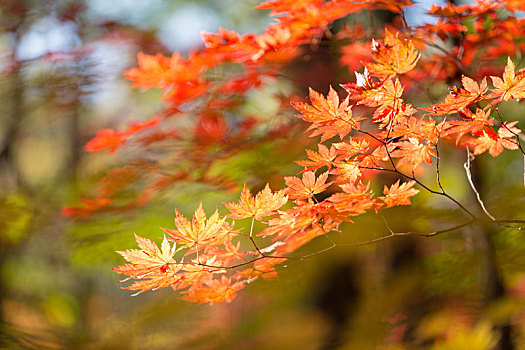 秋天枫叶叶子色彩