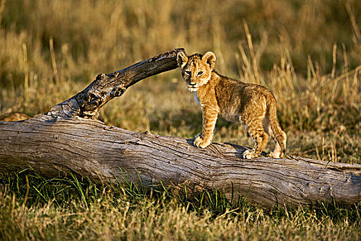幼狮,原木上,狮子,马赛马拉,肯尼亚