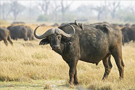 非洲,水牛,南非水牛,非洲水牛,莫瑞米,国家公园,野生动植物保护区,奥卡万戈三角洲,博茨瓦纳