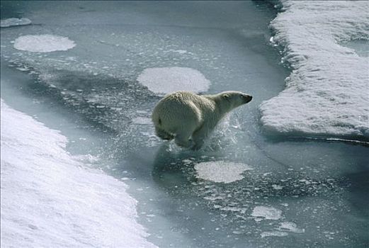 北极熊,俯视,冰原,解冻,艾利斯摩尔岛,加拿大