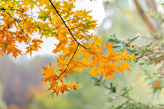 北方秋末蓝天下五彩斑斓的黄枫枝叶