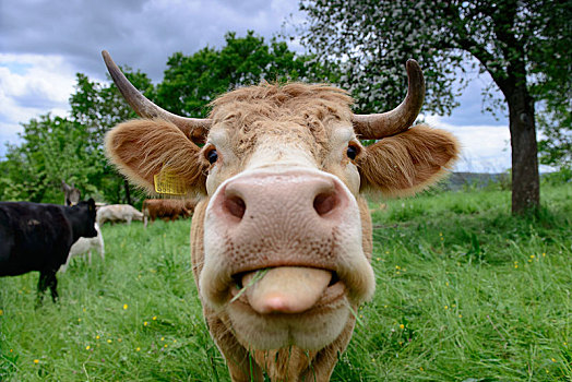 母牛,伸展,舌头,草场,巴登符腾堡,德国,欧洲