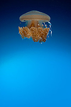 水母,图兰奔,巴厘岛,印度尼西亚