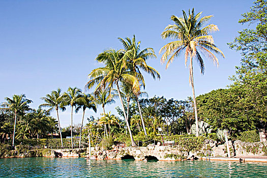 游泳池,威尼斯,水池,珊瑚顶市,迈阿密,佛罗里达,美国