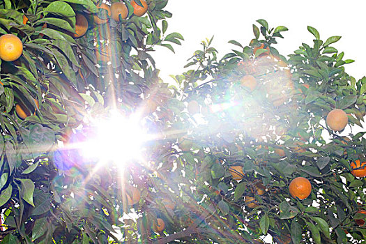 新鲜,橘子,树上