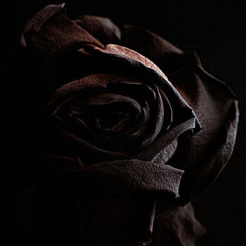暗色,玫瑰