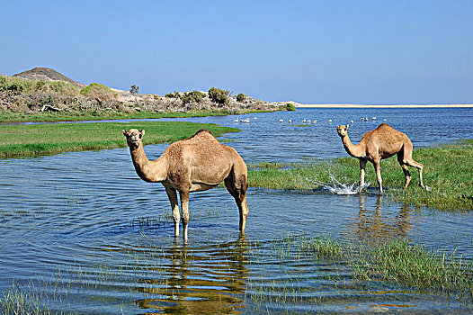 阿曼苏丹国,佐法尔,骆驼,站立,水,泻湖