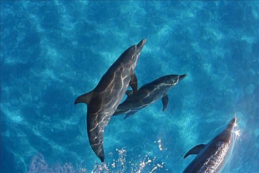 加勒比海,巴哈马,堤岸,大西洋瓶鼻海豚,互动,大西洋点斑原海豚