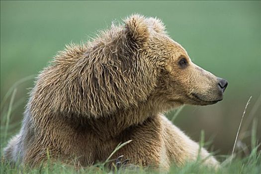 大灰熊,棕熊,女性,青草,卡特麦国家公园,阿拉斯加
