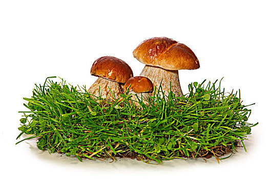 三个,蘑菇,隔绝,白色背景
