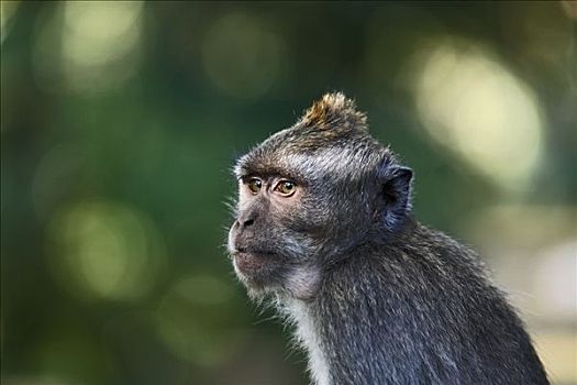 食蟹猴,巴厘岛,印度尼西亚
